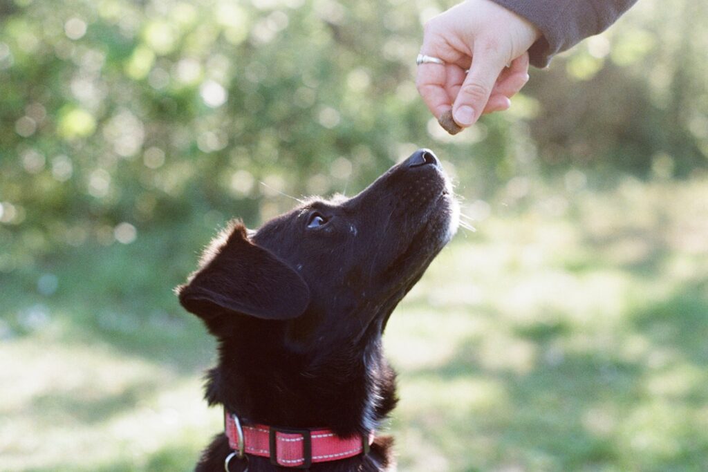 A black dog looks up at a treat.