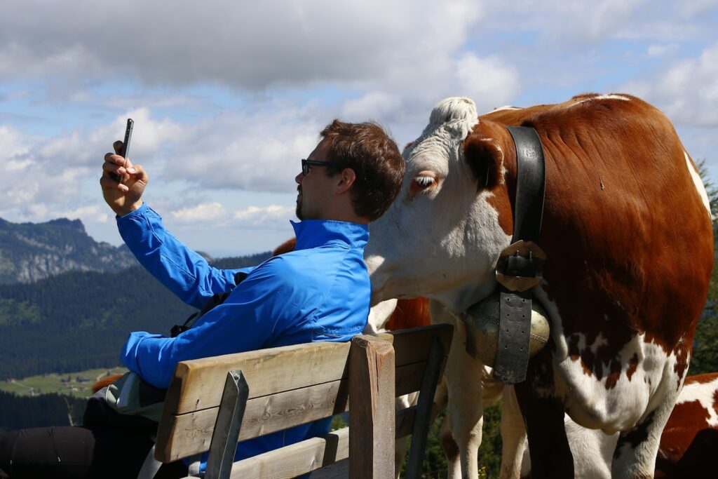 Selfie with a cow