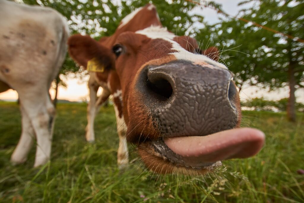 brown cattle near tree